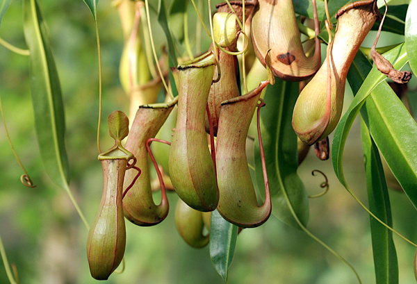 Nepenthes Pitchers Hanging