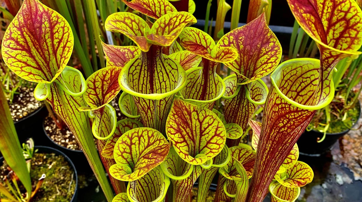 Sarracenia red and yellow
